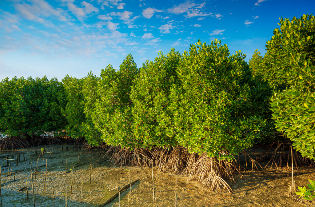 Certificate III in Conservation and Ecosystem Management